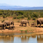 viaggio in africa