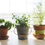 Come creare un piccolo orto di erbe aromatiche in casa, in giardino o sul balcone
